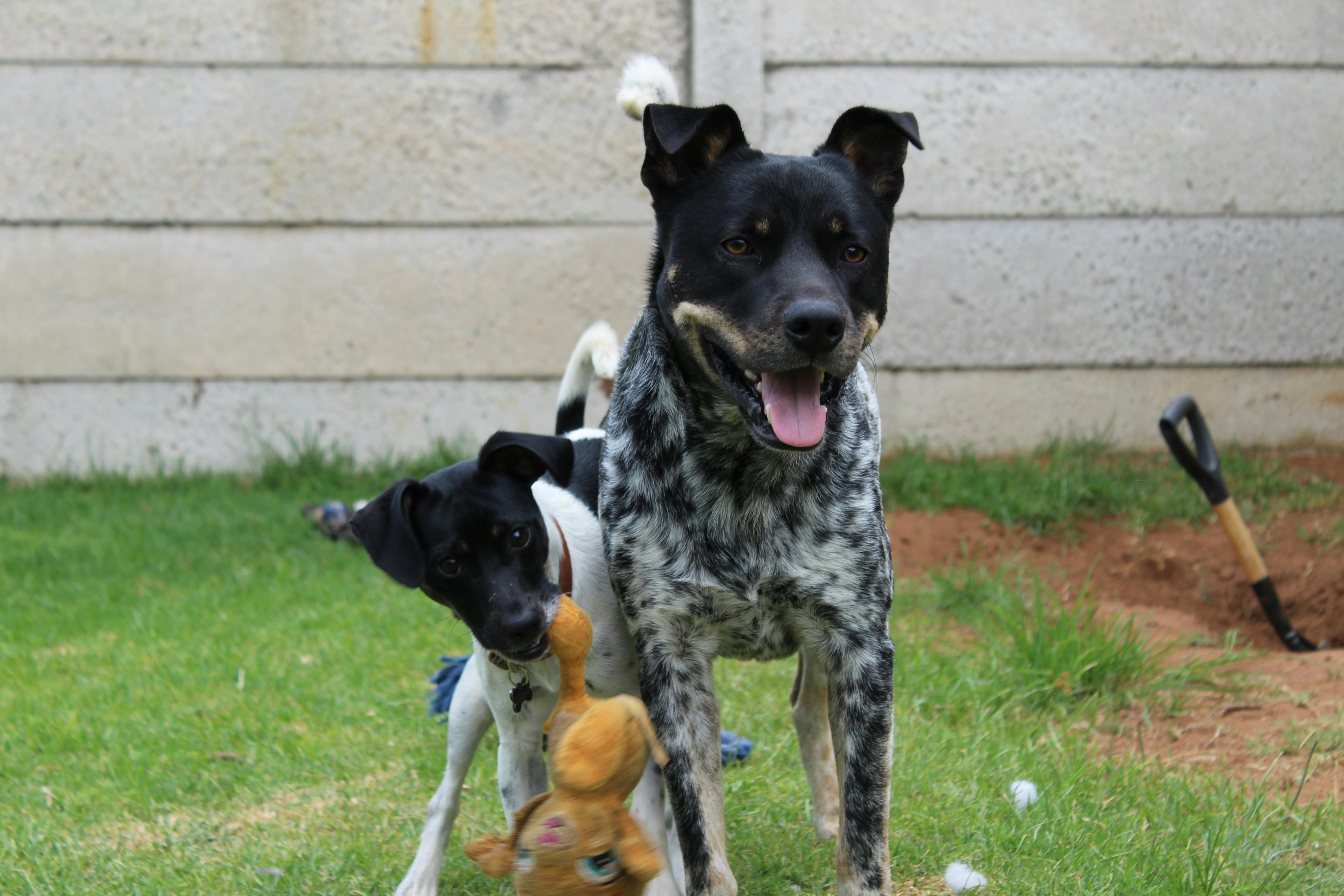 playtime with pets