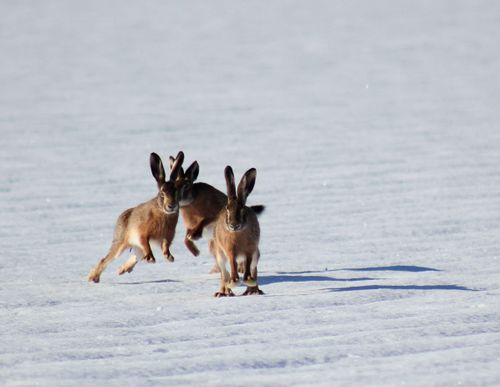 Free Dynamic scene of two hares hopping across a snow-covered field in winter sunlight. Stock Photo