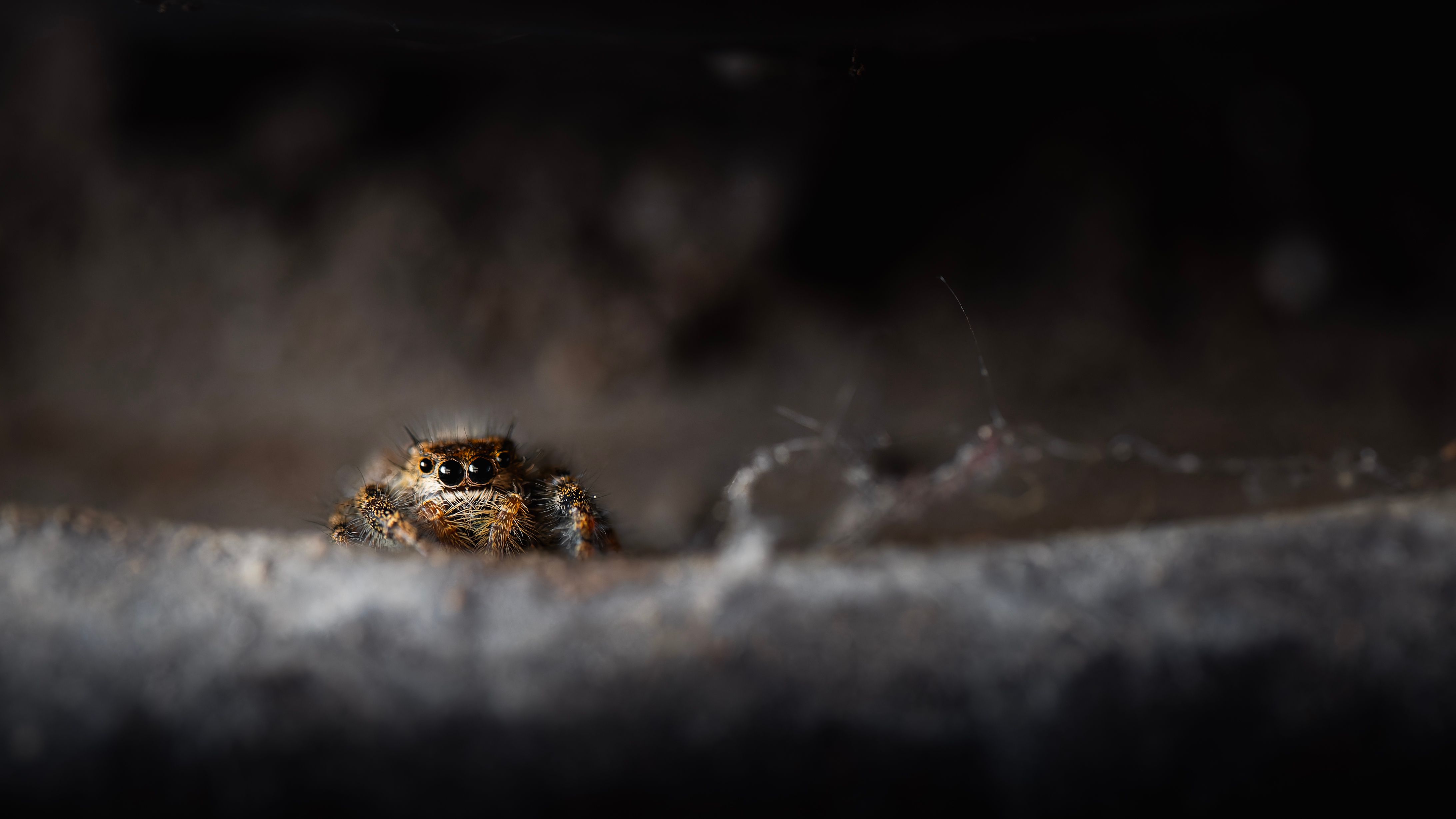 Close up of a Spider · Free Stock Photo