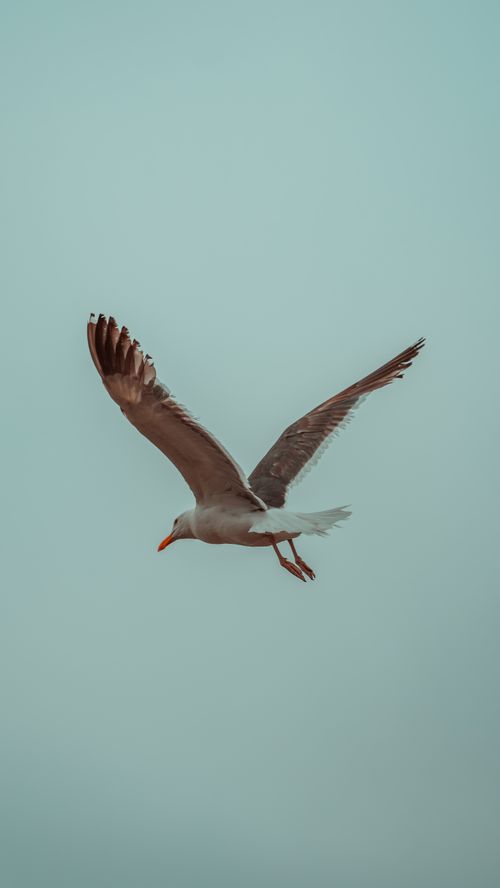 Free A solitary seagull effortlessly glides through an expansive blue sky, showcasing freedom and grace. Stock Photo