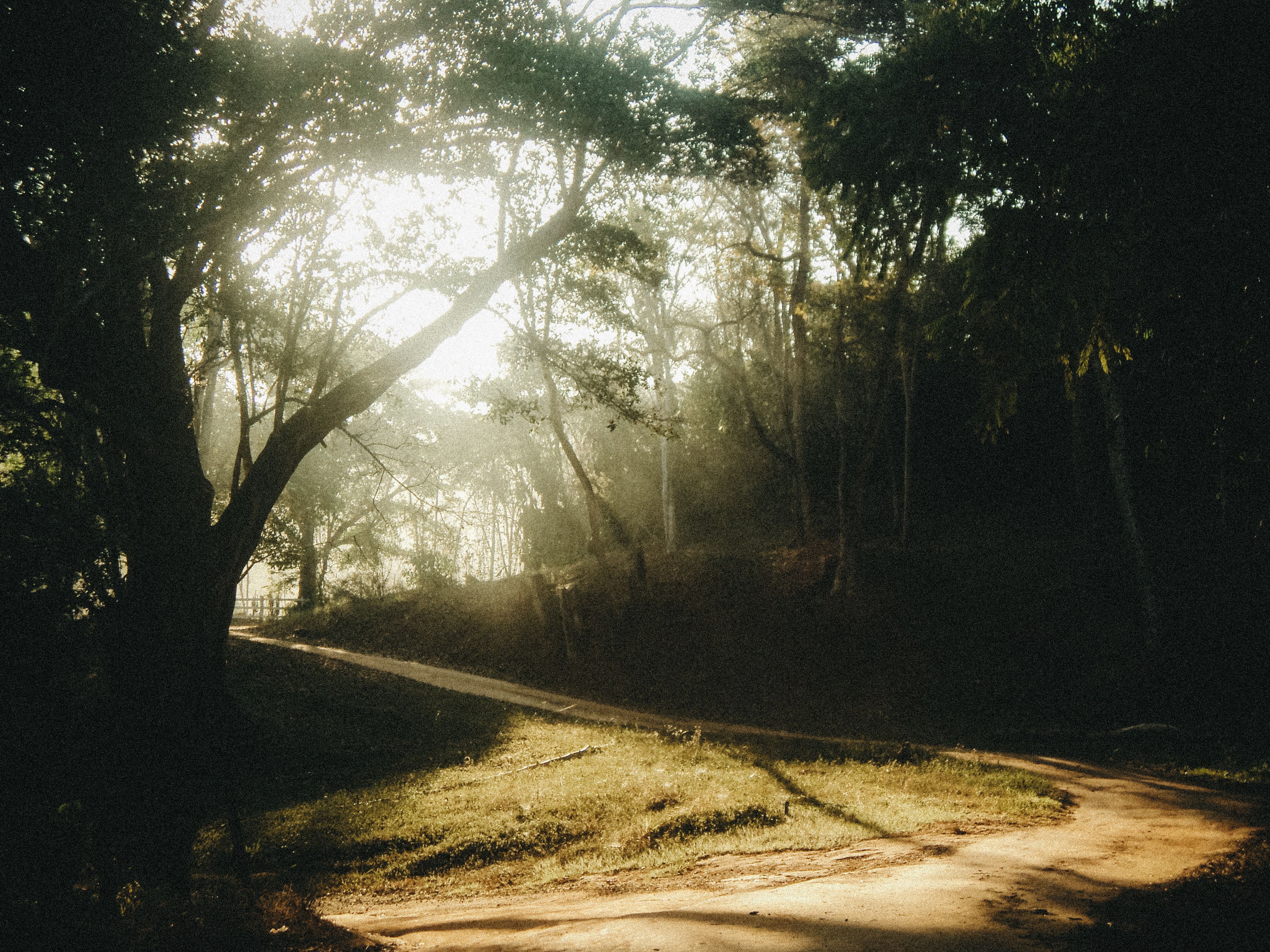 A dirt road in the woods with trees and sun · Free Stock Photo