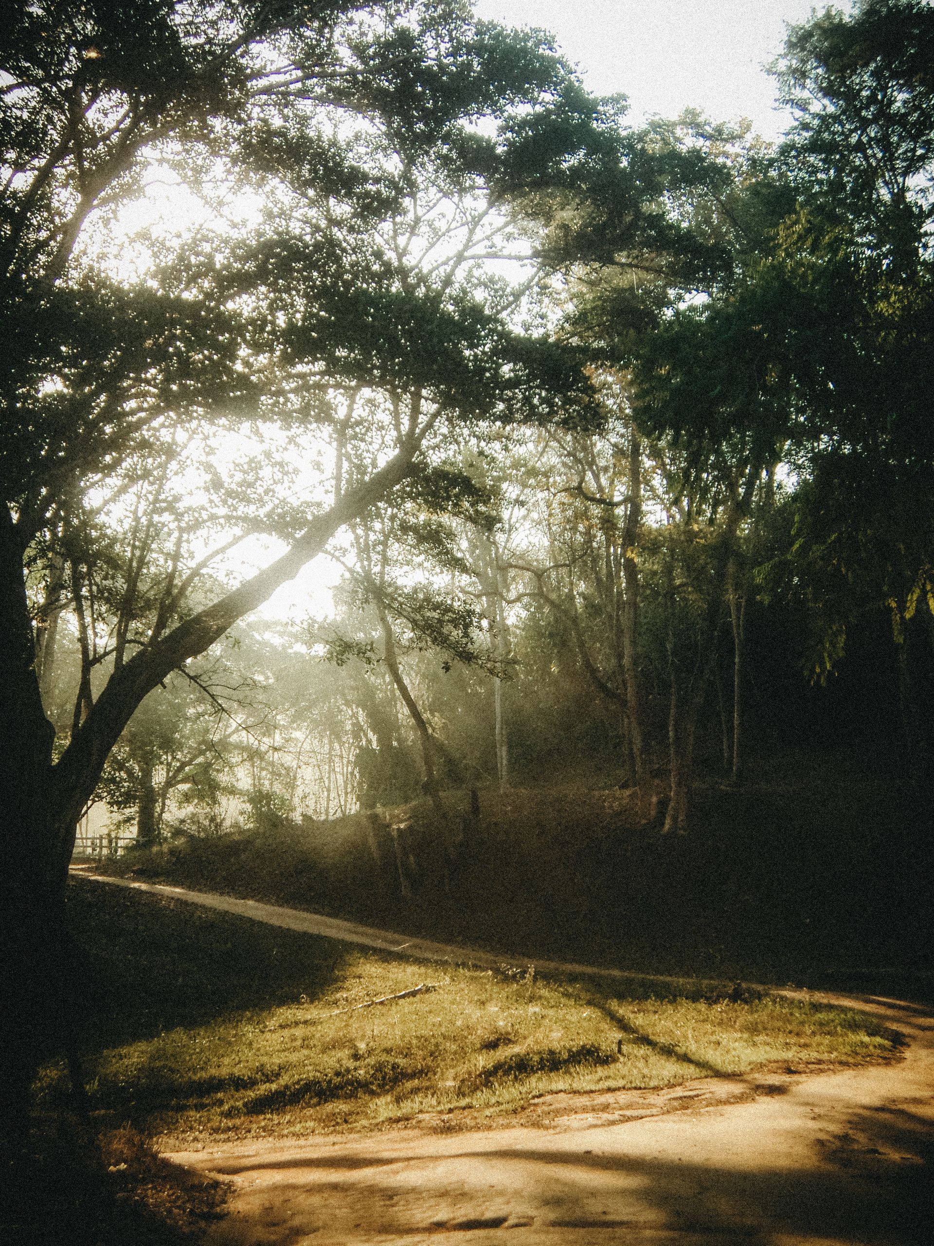Tranquil forest path lit by morning sun with mist