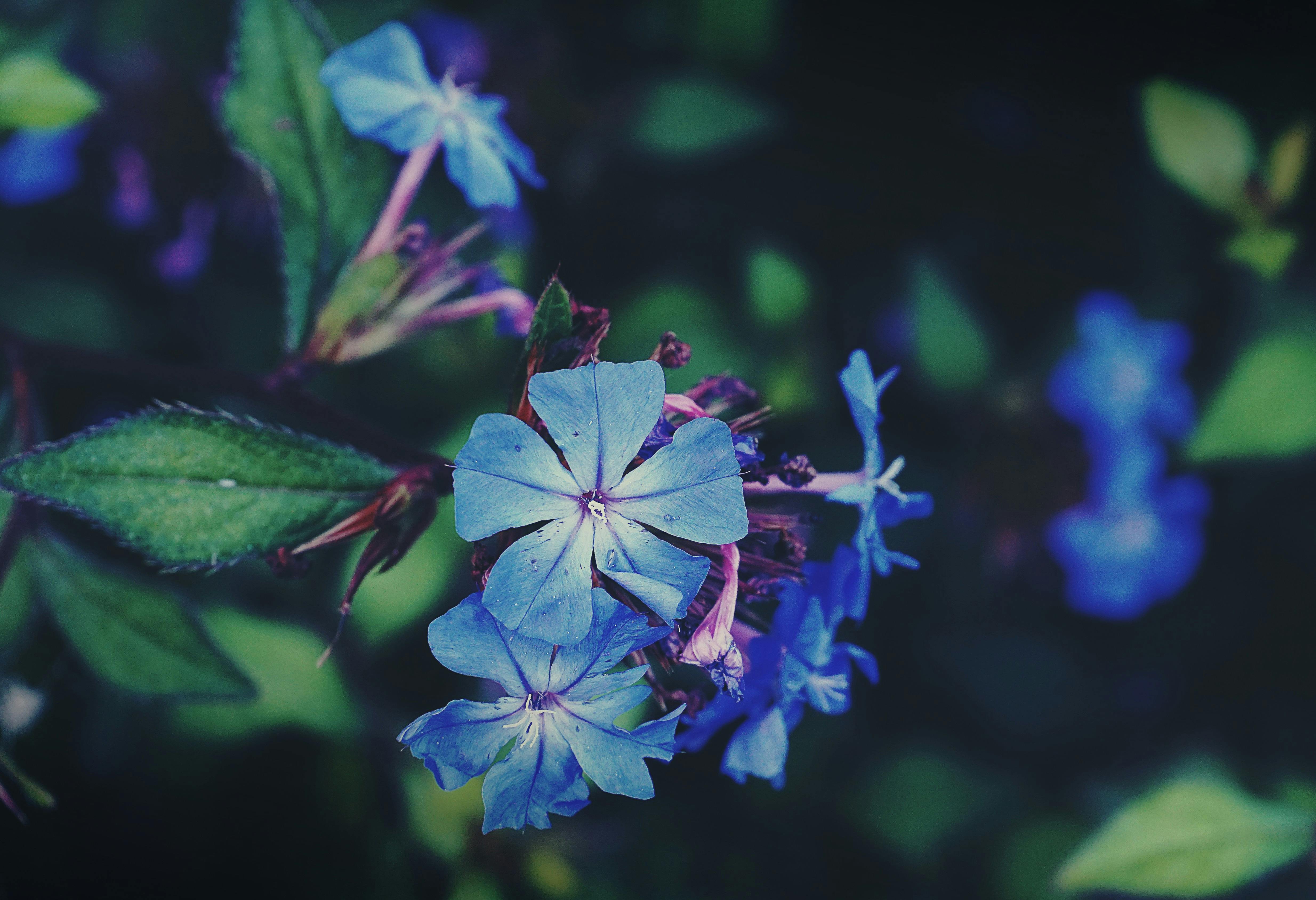 Free stock photo of blue flowers, flora, flowers