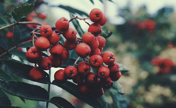 Rowan Berries