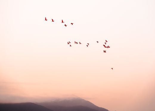Flock of birds against a dusk sky — photo by Giulia Botan on Pexels