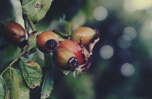 무료 녹색 잎을 가진 갈색과 붉은 열매 스톡 사진