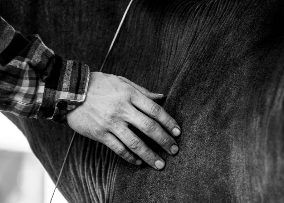 Artistic black and white close-up of a hand gently stroking a horse's side.