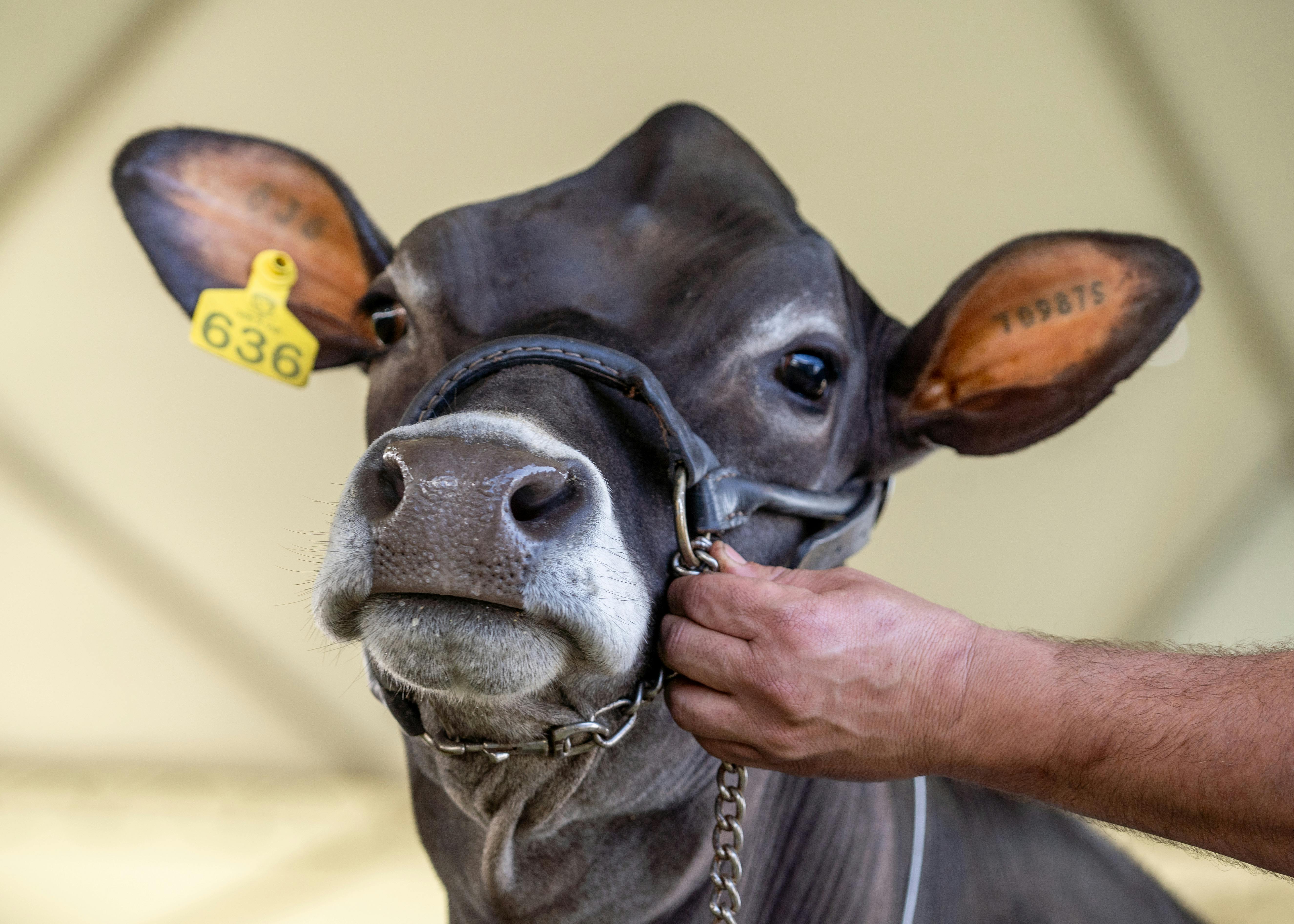 Elanco Animal Health Q1 2026: EPS Tops Estimates — Deep Dive — Photo by Giulia Botan on Pexels