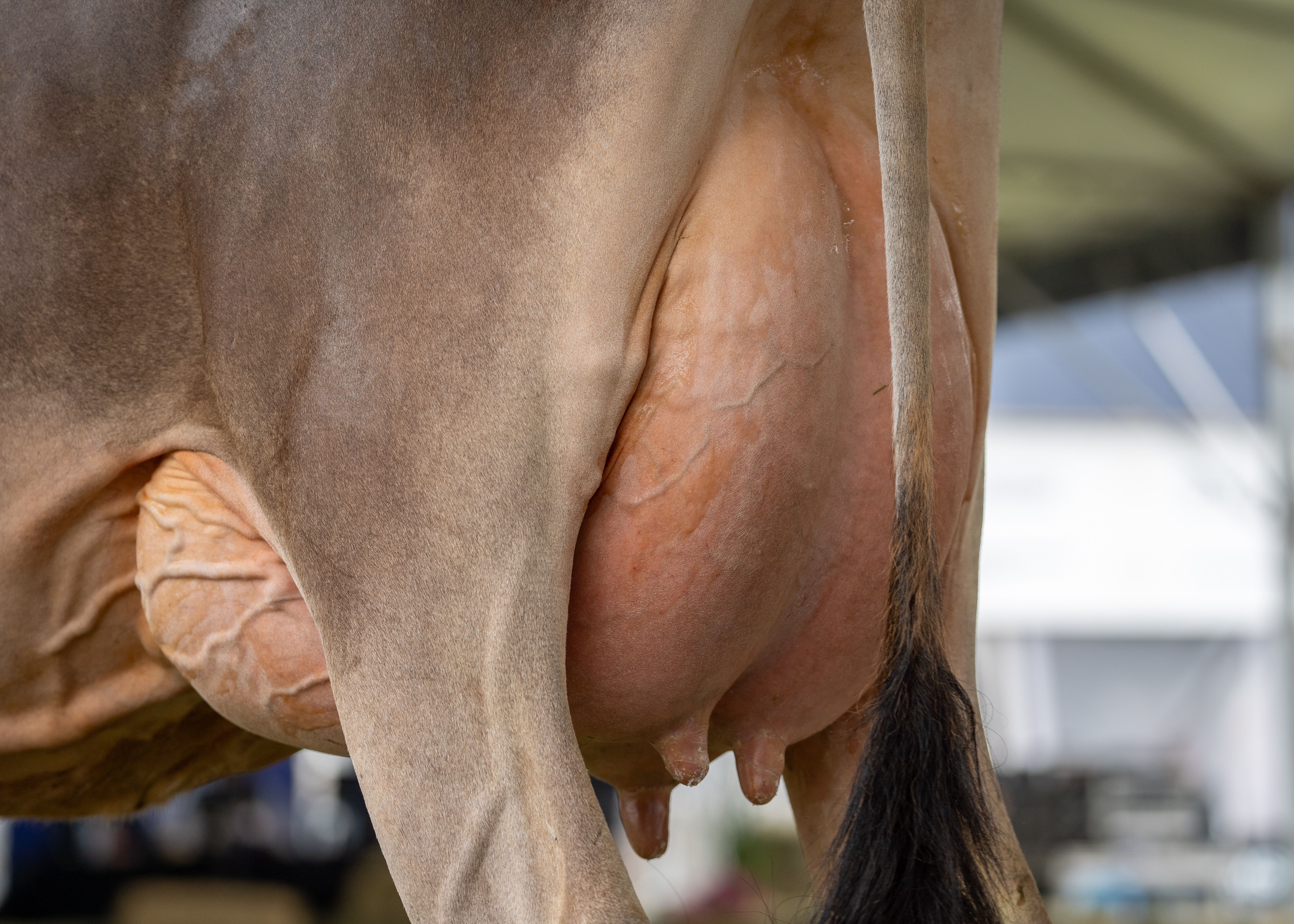 Udder health close up