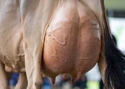 Detailed close-up of a cow's udder in a farm setting, showcasing the texture of the skin and surroundings.