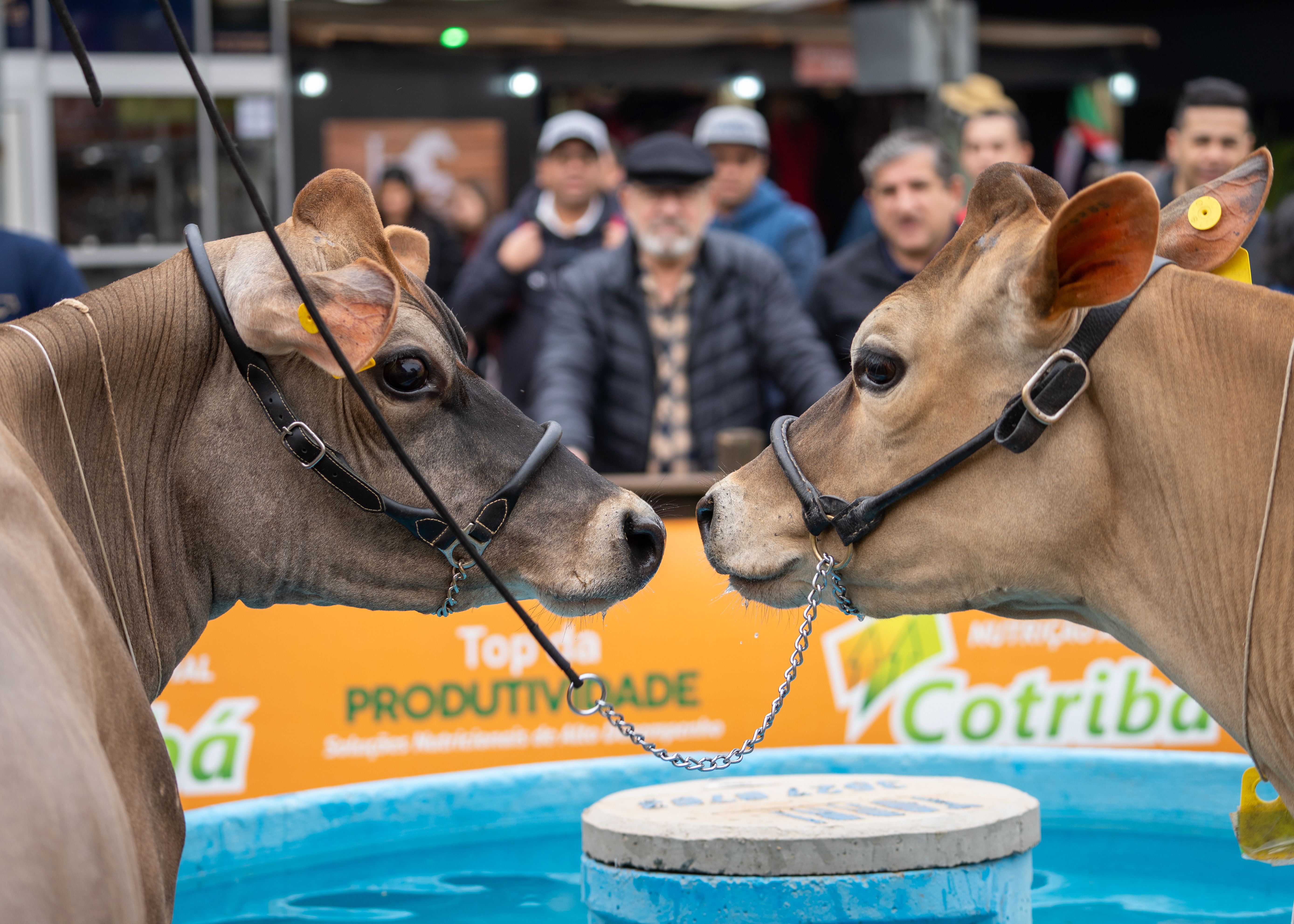 Close-up of Two Cows at an Exhibition · Free Stock Photo