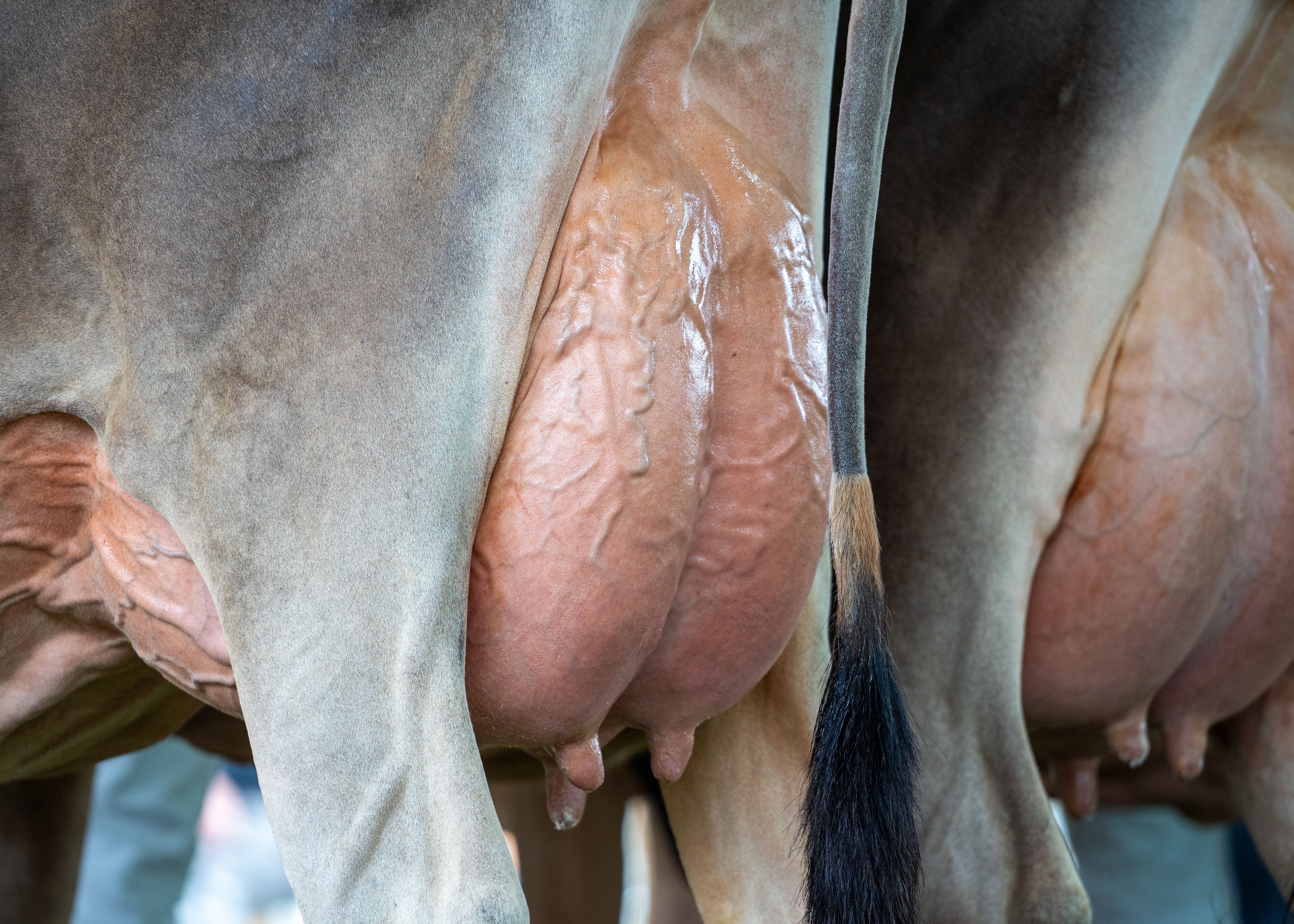 Cow close up udder health