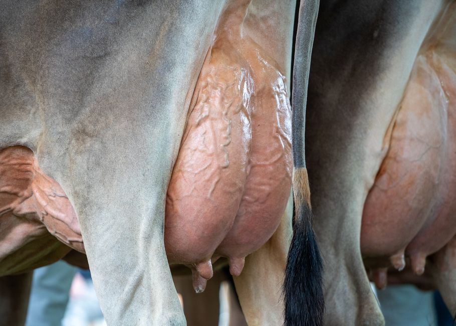 Farm Animals: Classification and Anatomy illustration