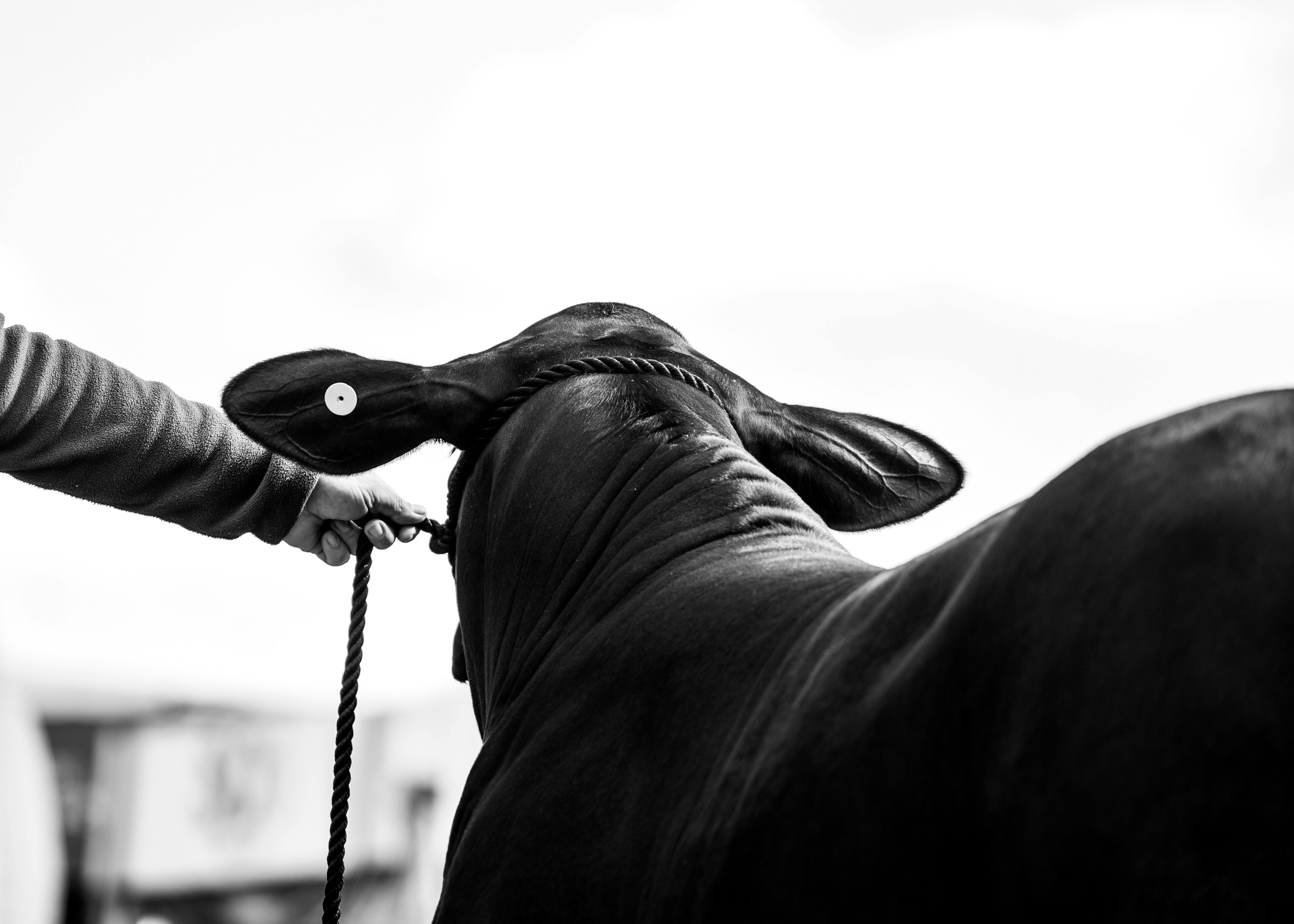 Animal health company is now human-animal bond certified — Photo by Giulia Botan on Pexels
