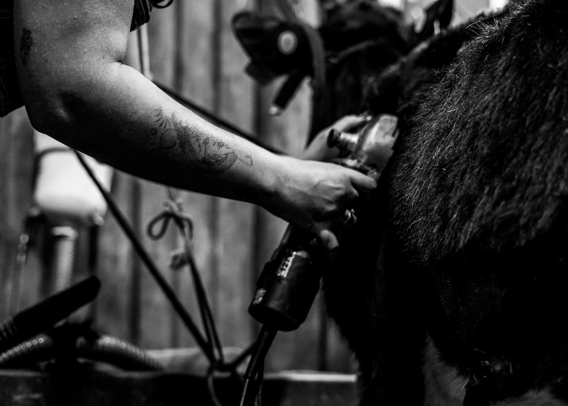 Close-up of a tattooed hand grooming a horse with clippers in a rural barn setting.