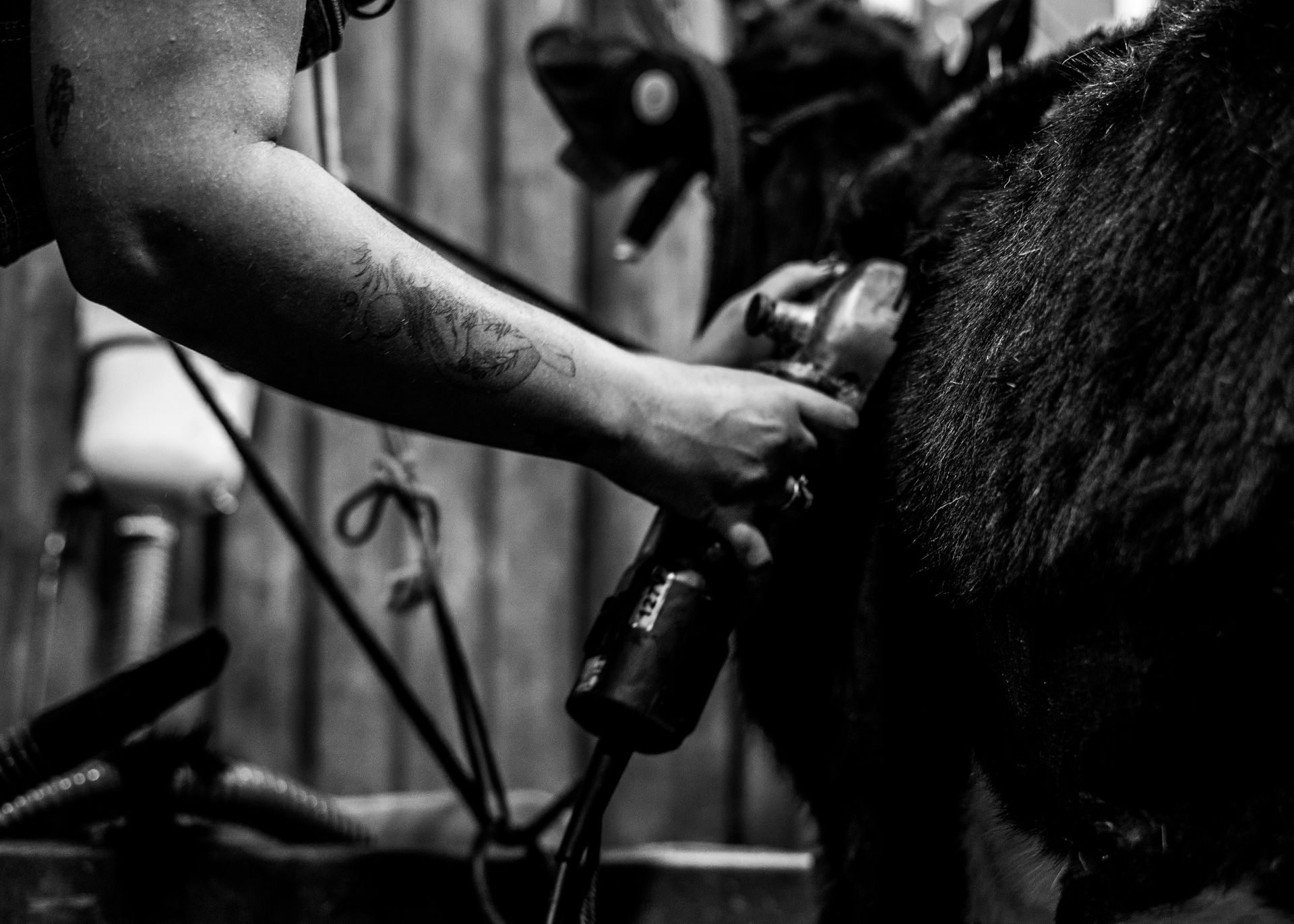 Man Taking Care of a Horse in Black and White