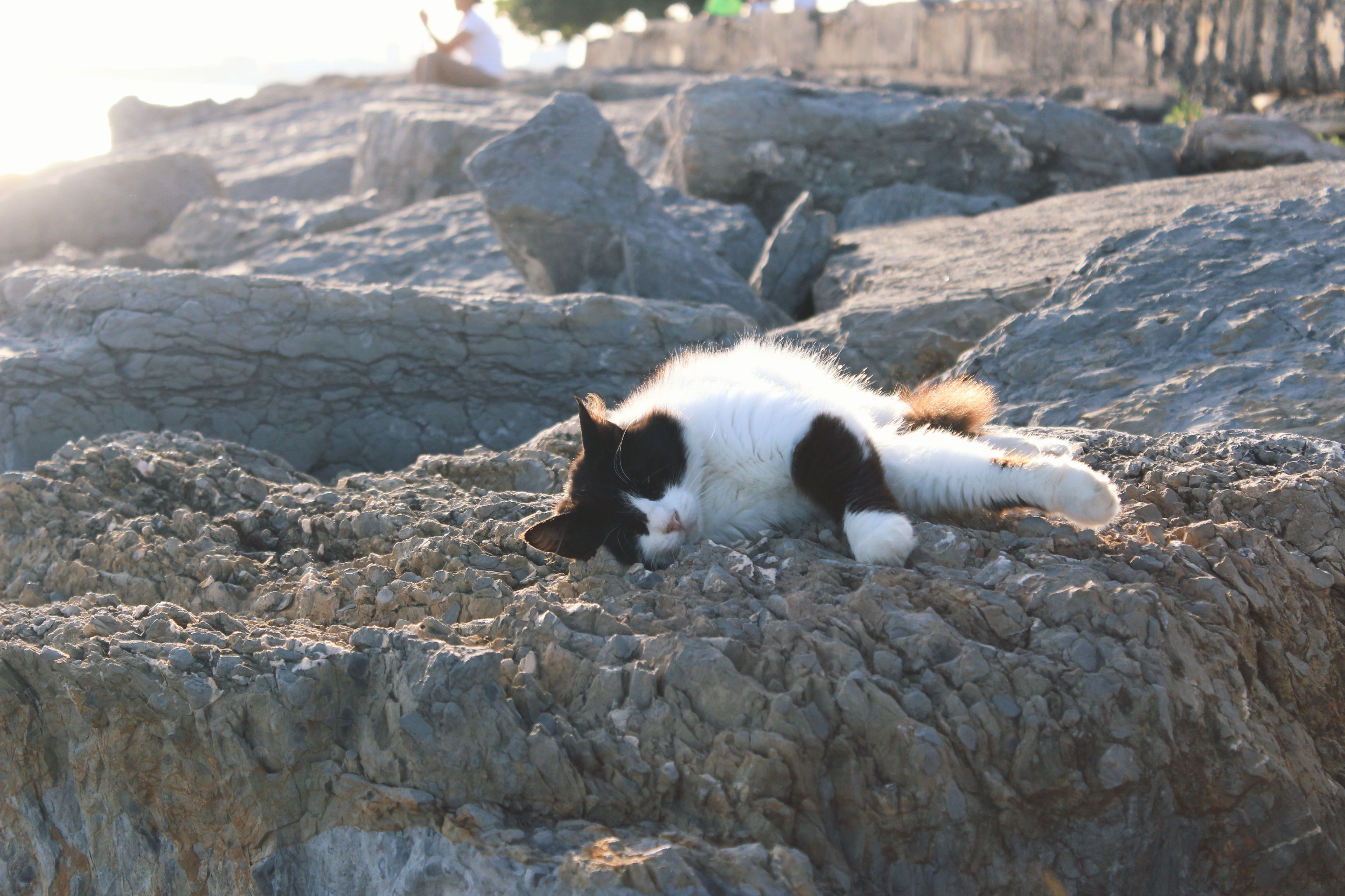 A cat laying on the rocks near the water · Free Stock Photo