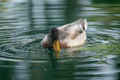 Free A mallard duck swims on a serene pond, with reflections on the water. Stock Photo