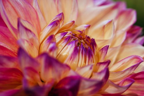 Free Close-up of vibrant dahlia petals showcasing intricate patterns in warm sunlight. Stock Photo