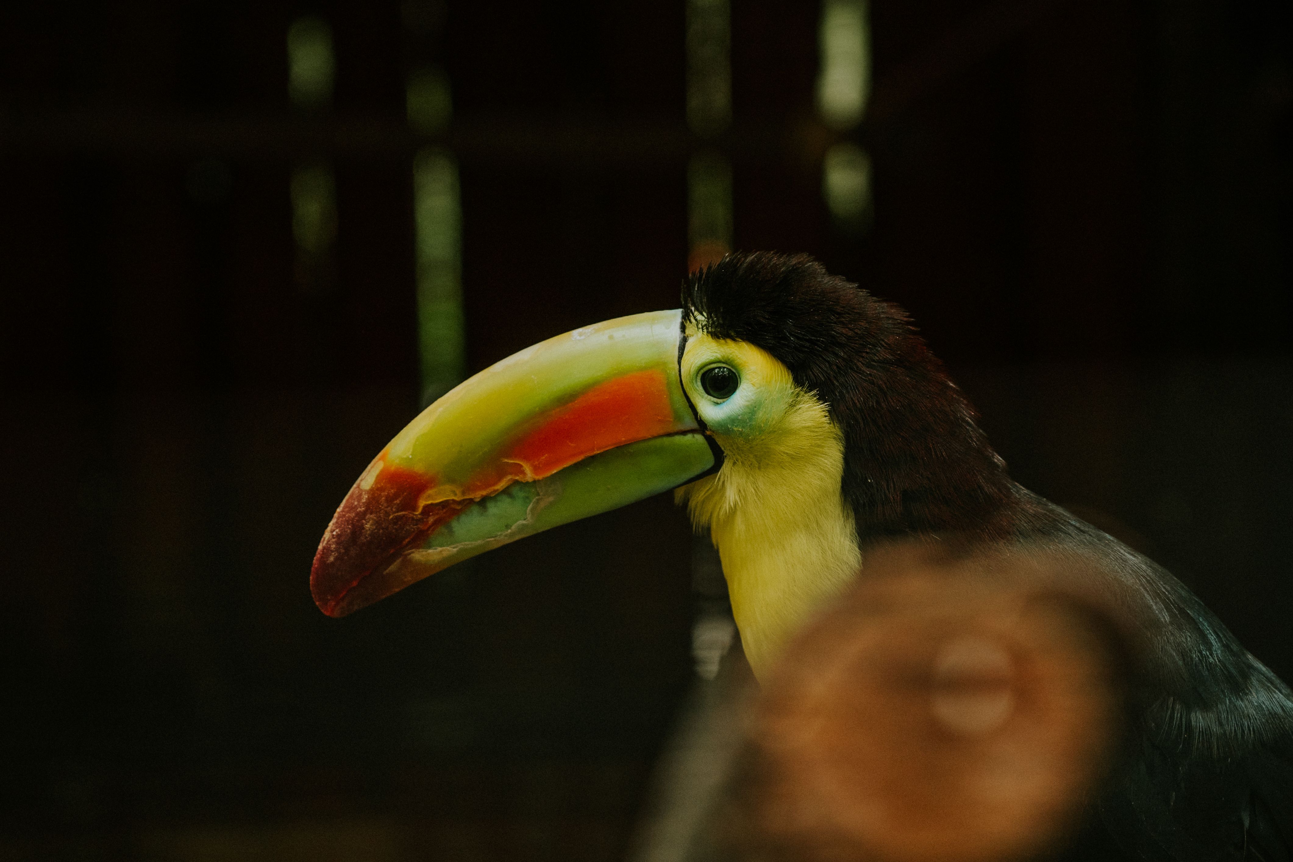 Close-up side view of a colorful toucan in a natural rainforest setting.