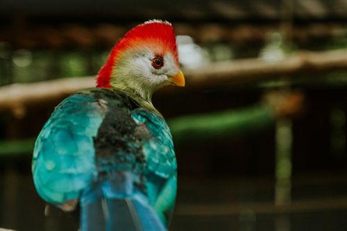 Free Colorful parrot with red, blue, and green feathers showcasing exotic beauty in a natural setting. Stock Photo