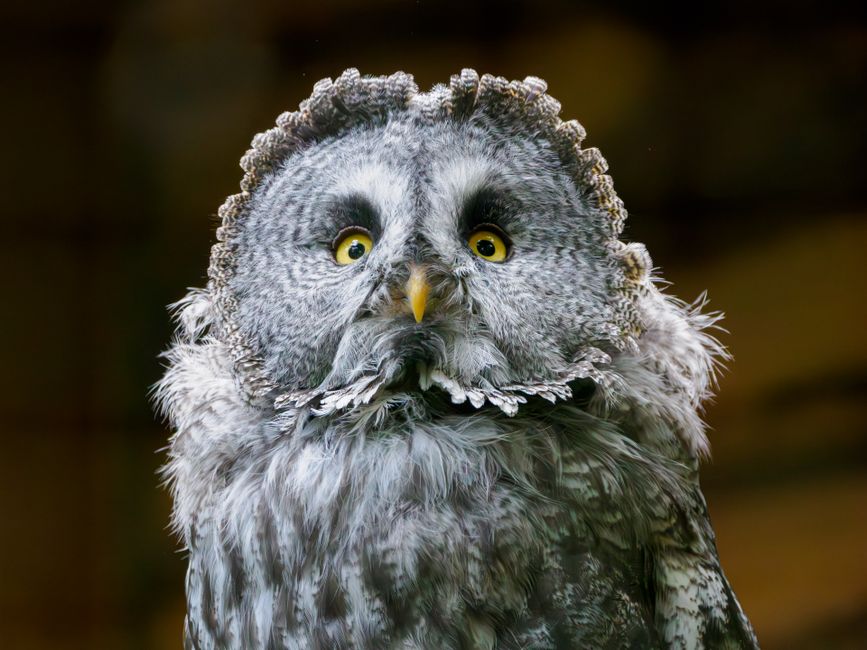 Fotomural Acercamiento detallado de un Búho Grande Gris (Strix nebulosa) mirando atentamente en Felton.
