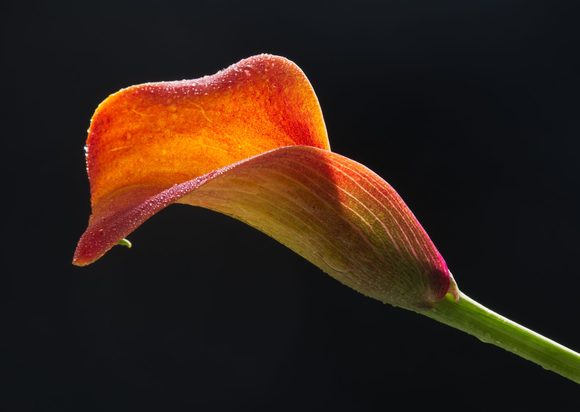 Vibrant close-up of a single orange calla lily with dew droplets on a black background.