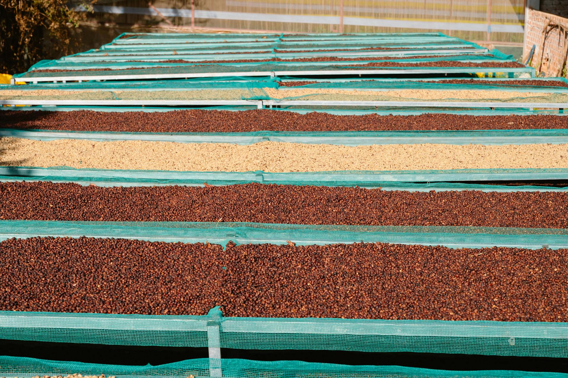 Rows of coffee beans drying under the sun in Đà Lạt, showcasing sustainable agricultural practices.