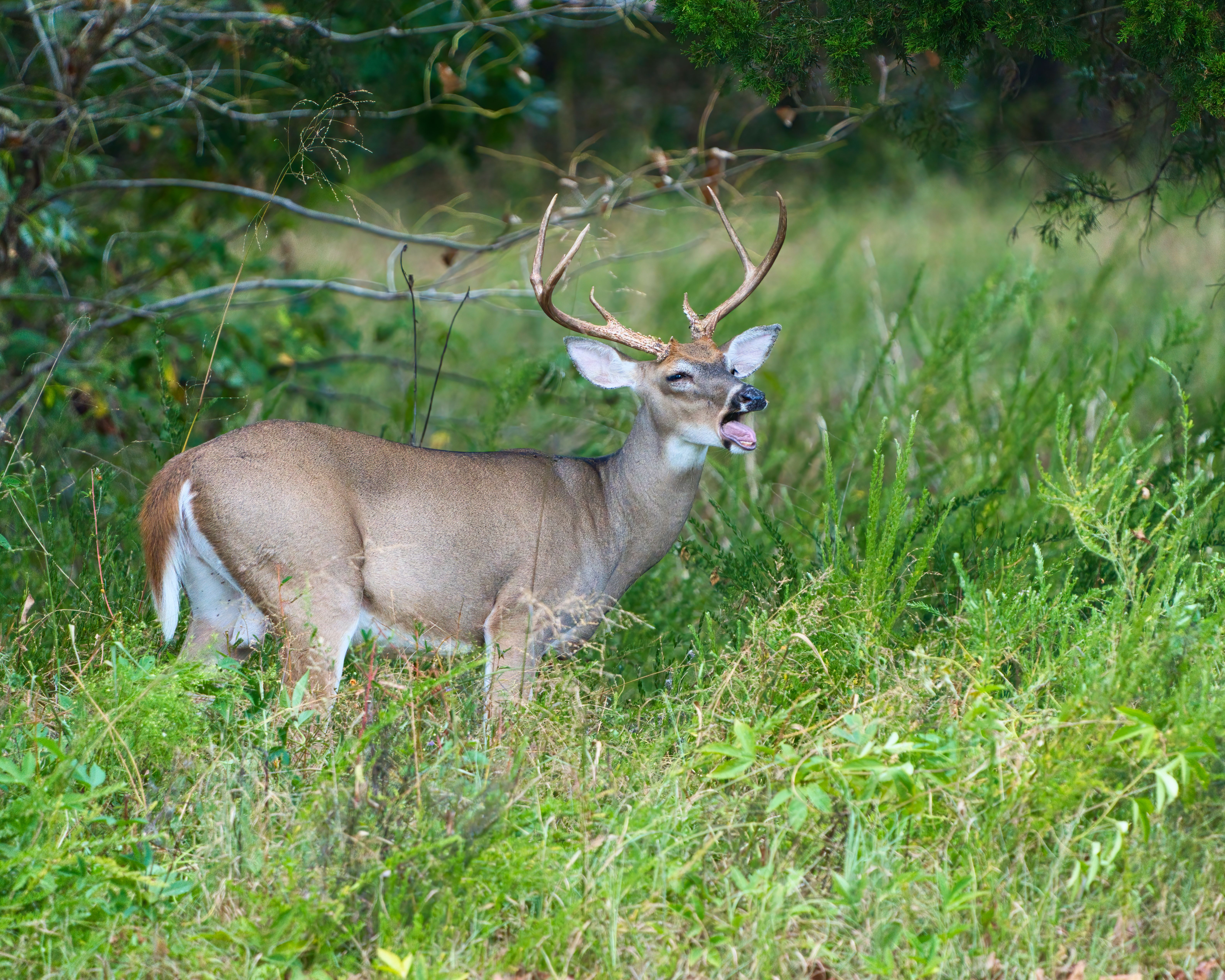 The rut does not happen on one neat schedule