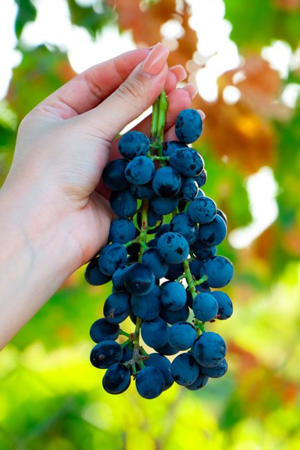 Close-up of a hand holding a ripe bunch of grapes on a vine, vibrant colors in a vineyard setting.