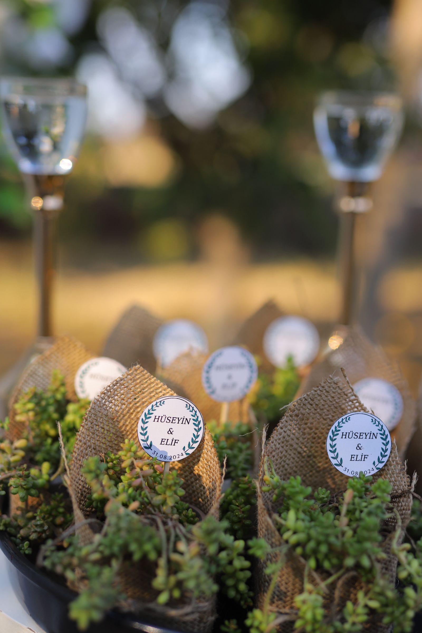 Small potted plants arranged as event favors.