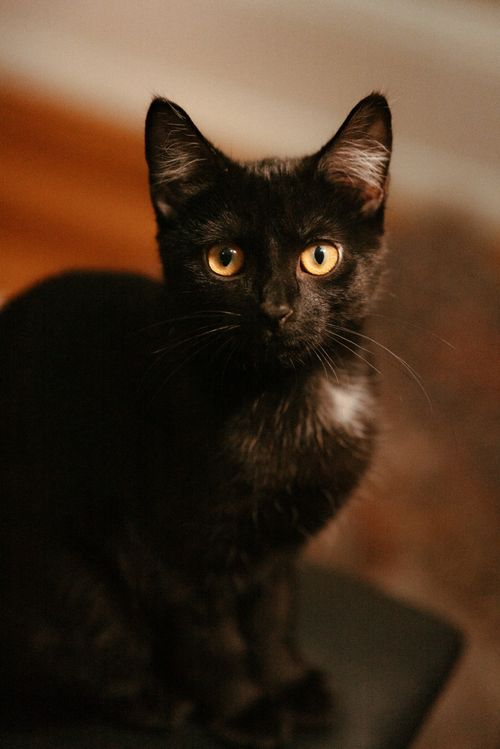 Free Close-up portrait of a cute black kitten sitting indoors, highlighting its curious gaze and furry texture. Stock Photo