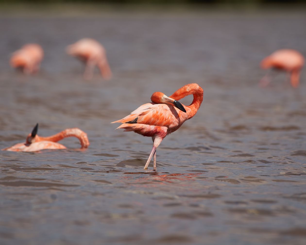 Flamingos en Celestún