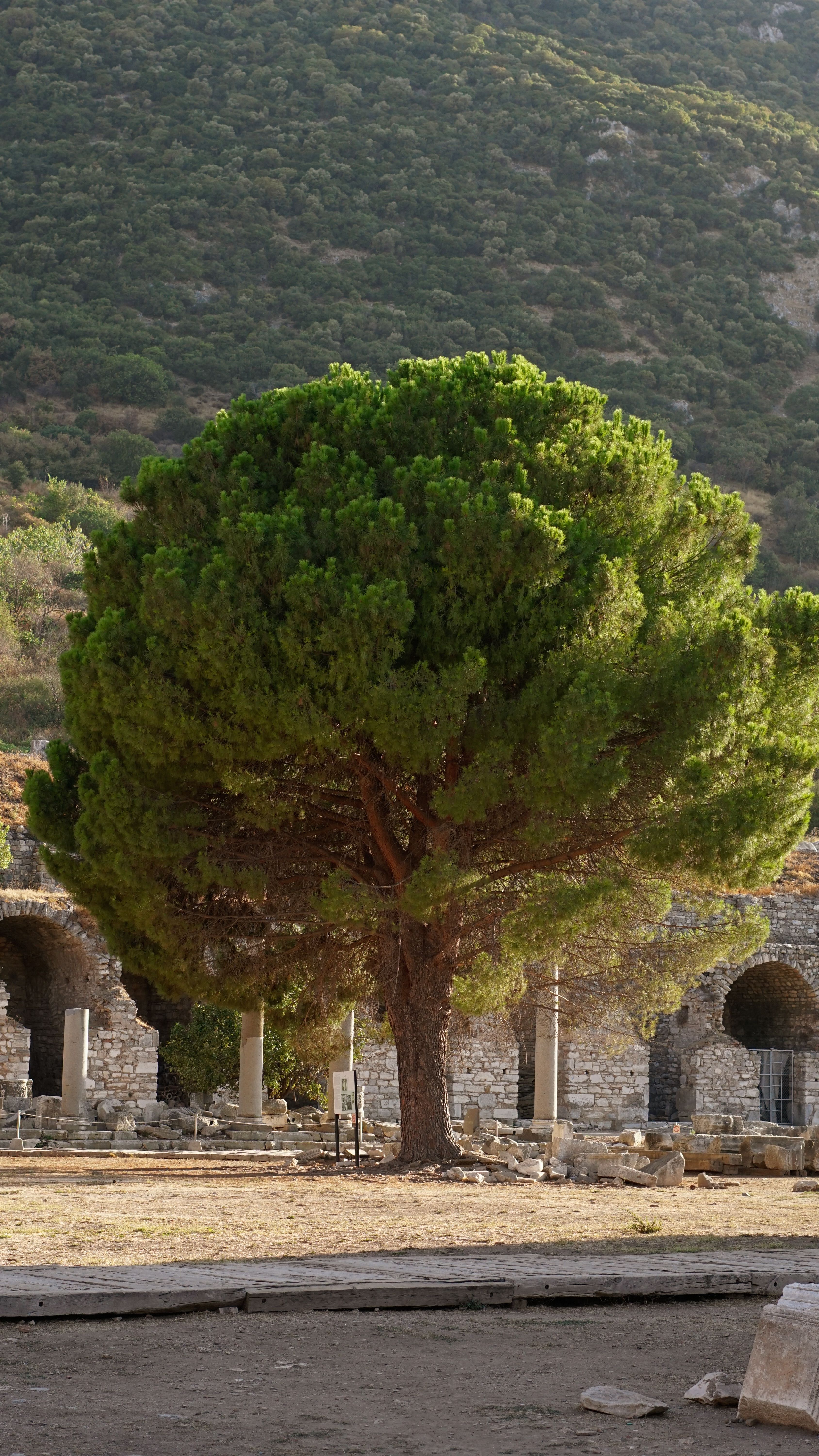 A lone pine tree stands tall against historic stone ruins under a summer sky.