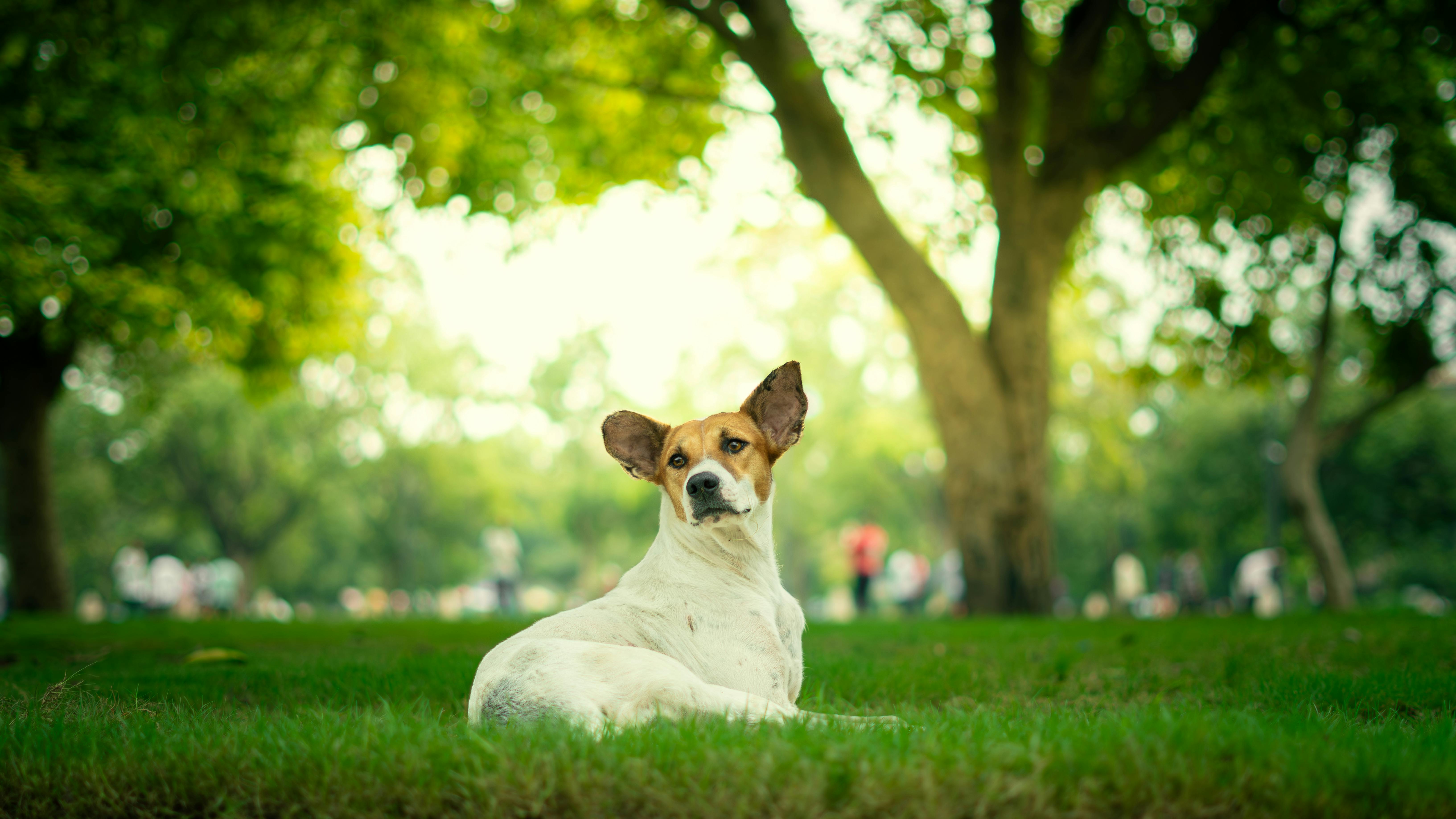 dog sitting in garden