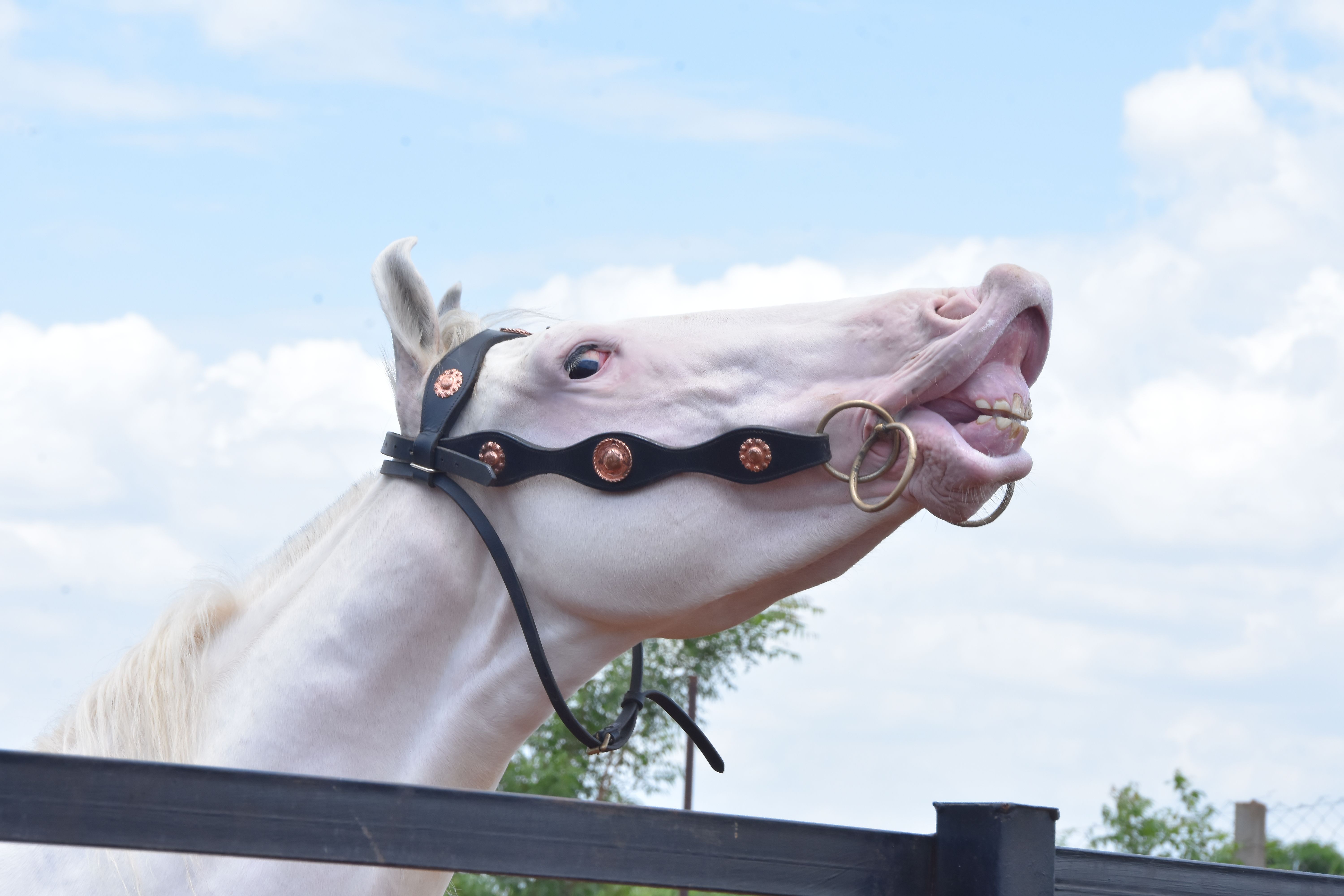 A white horse displaying a humorous expression while wearing a black bridle on a sunny day.