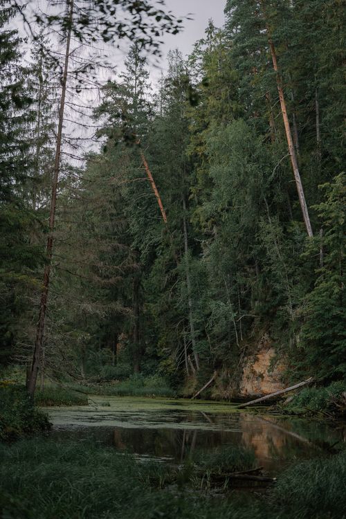 Free Tranquil forest scene with lush greenery and reflective water, perfect for nature lovers. Stock Photo