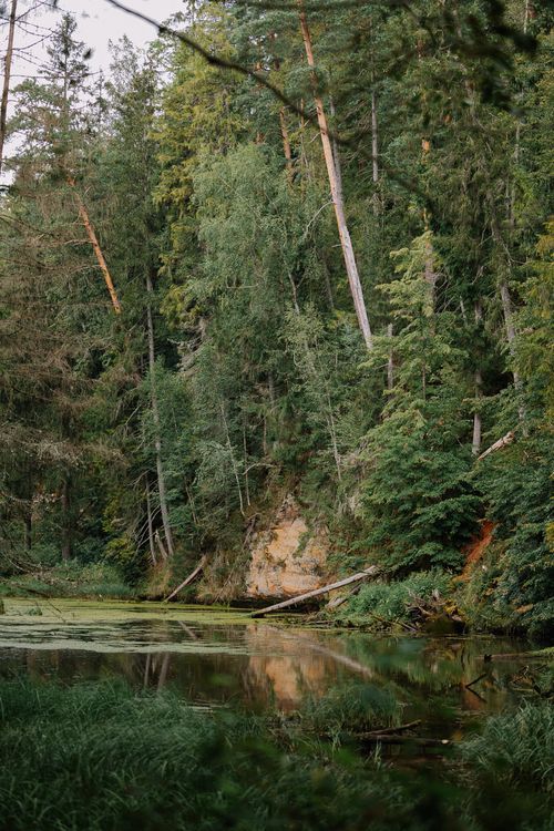 Free Tranquil forest landscape with a reflective lake surrounded by dense, green trees at dusk. Stock Photo