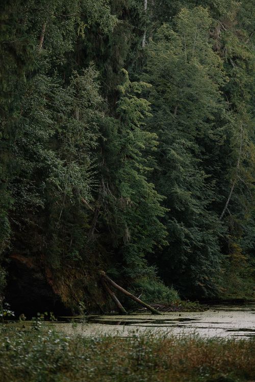 Free A tranquil lake scene surrounded by lush green forest trees in daylight. Stock Photo