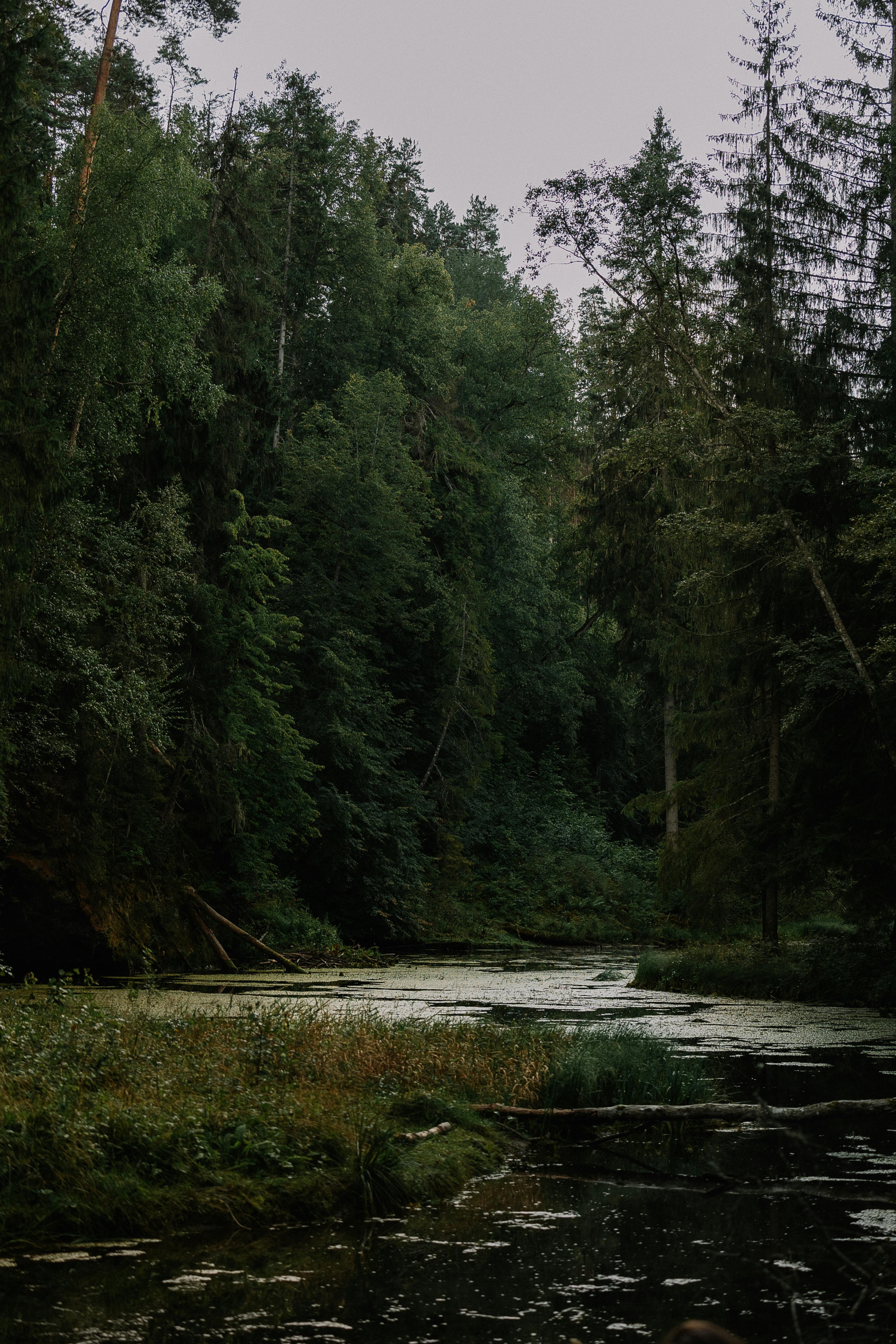 a river in the woods with trees and grass