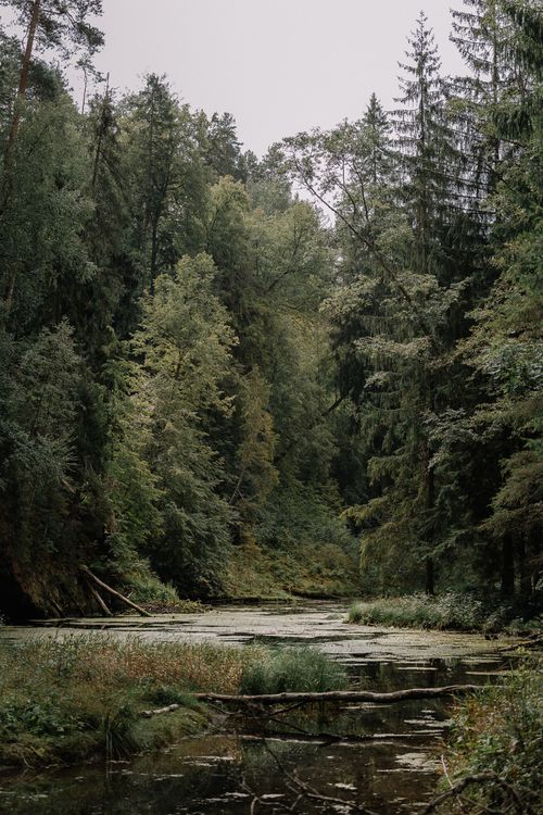 Free Tranquil forest with tall trees and a reflective water body, perfect for nature lovers. Stock Photo
