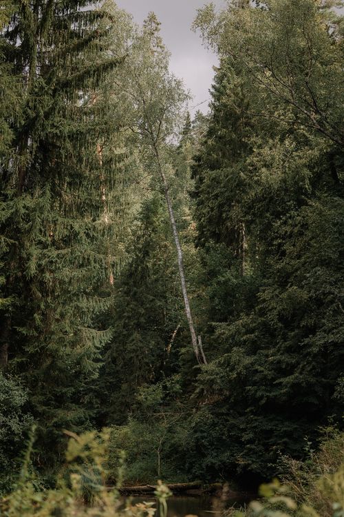 Free A tranquil forest scene with tall coniferous trees, perfect for nature lovers. Stock Photo