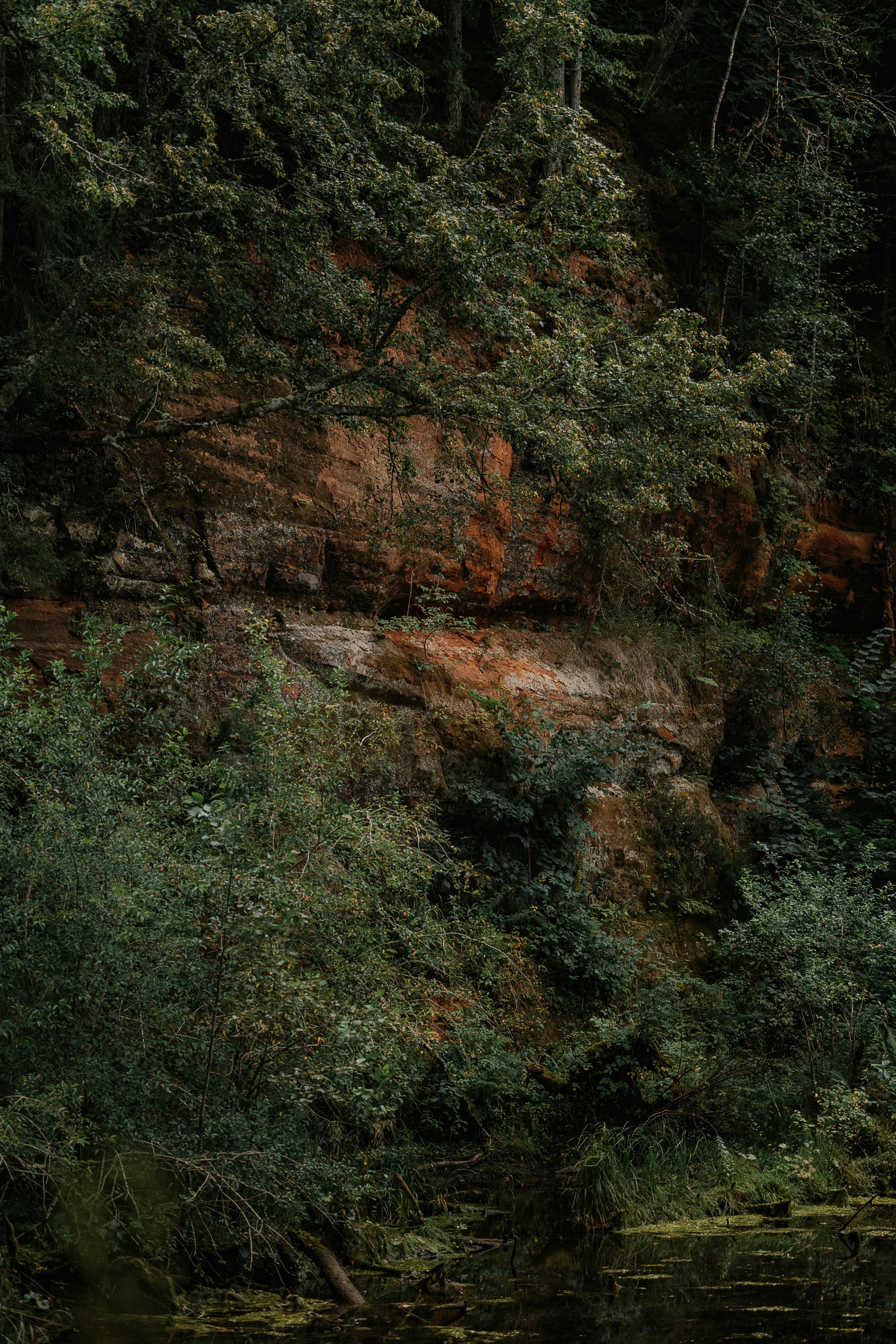 Lush forest landscape featuring a rugged rock face in a tranquil setting.