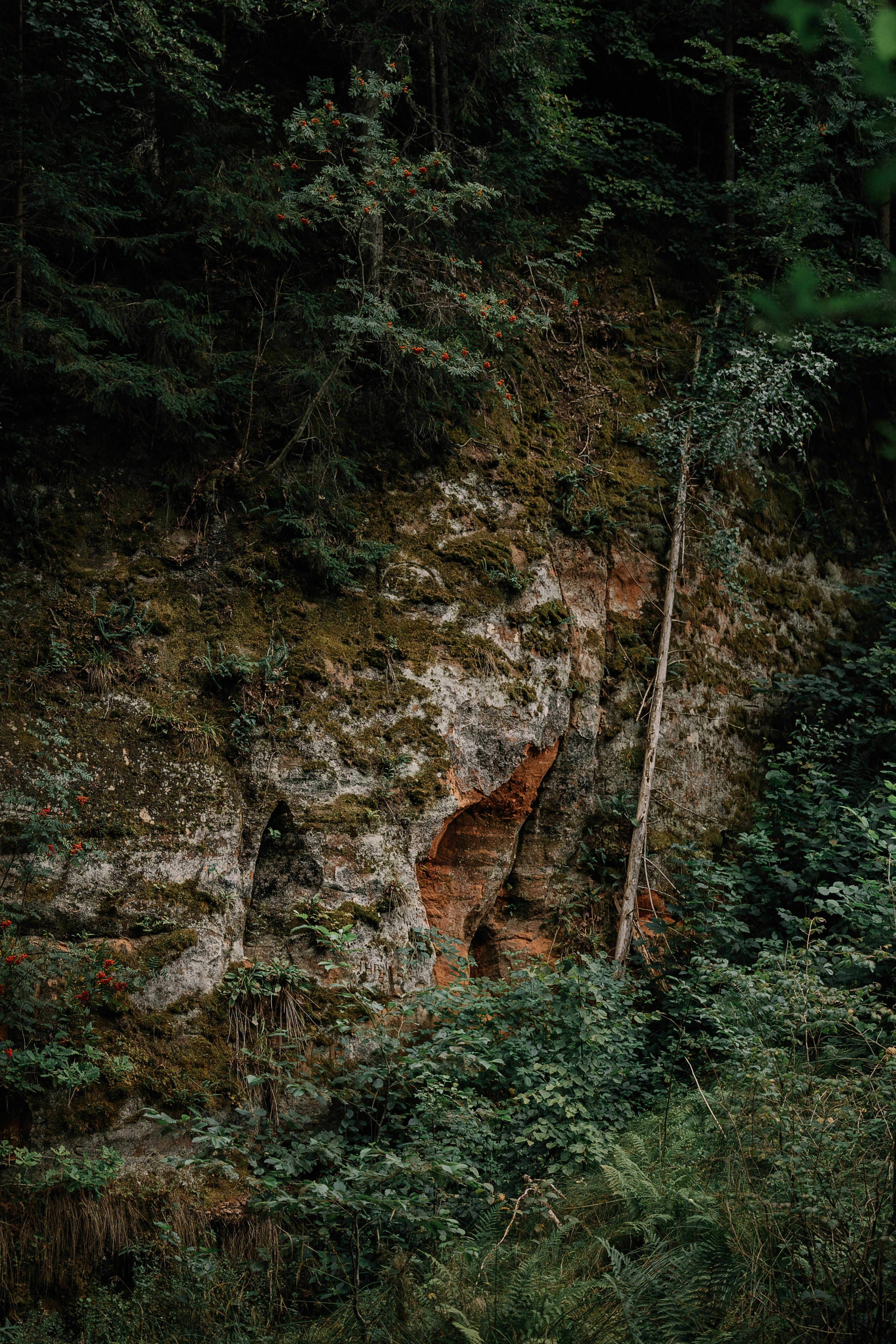 Natural cliff face surrounded by dense green foliage in a serene forest setting.