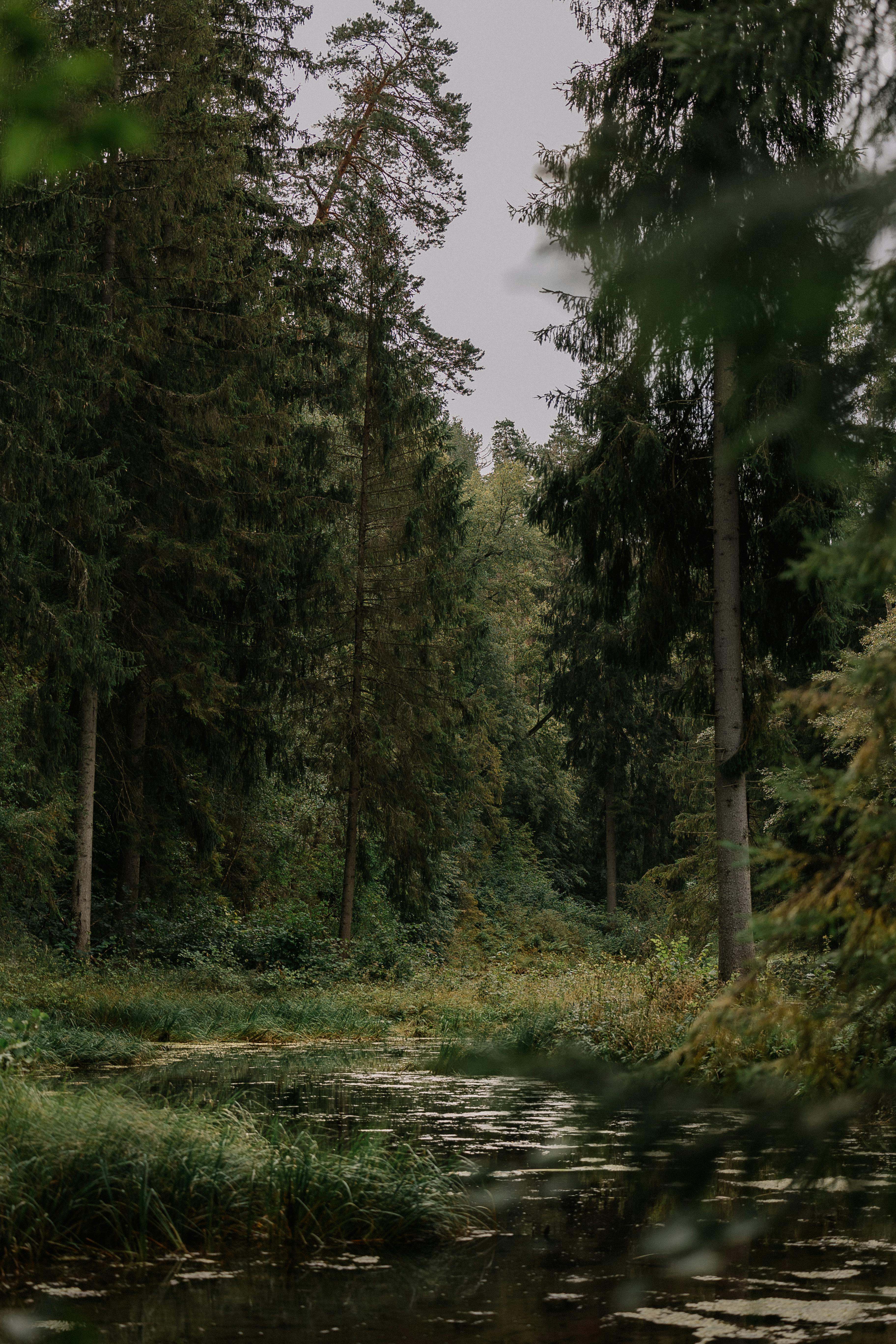 Peaceful forest scene featuring a tranquil pond surrounded by lush evergreen trees.