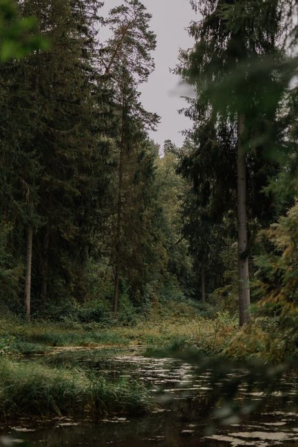 Peaceful forest scene featuring a tranquil pond surrounded by lush evergreen trees.