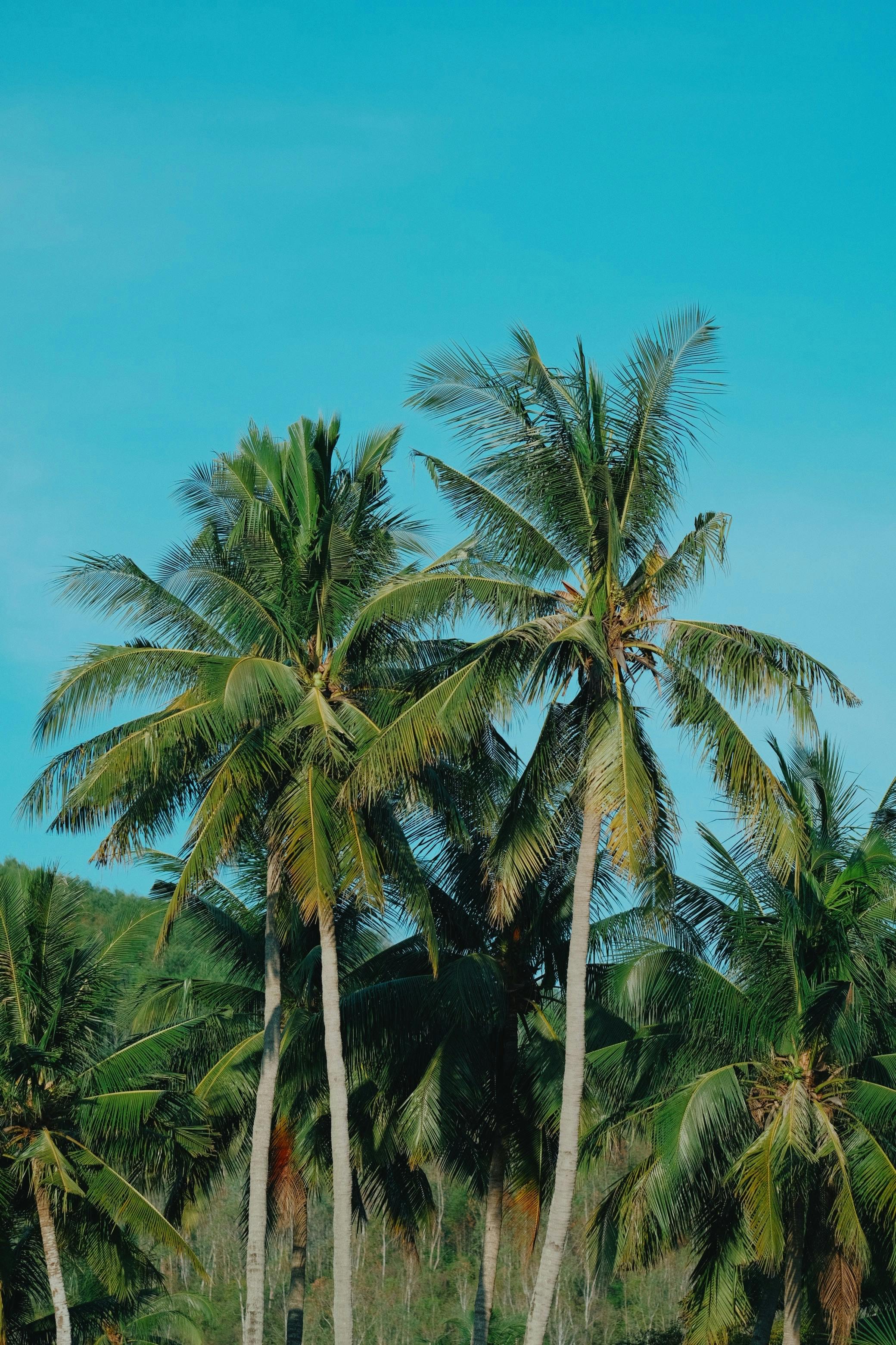 a group of palm trees in front of a blue sky