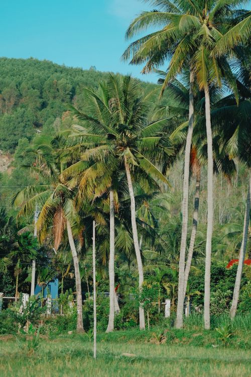 Free Vibrant palm trees in a lush tropical setting under a clear blue sky during summer. Stock Photo