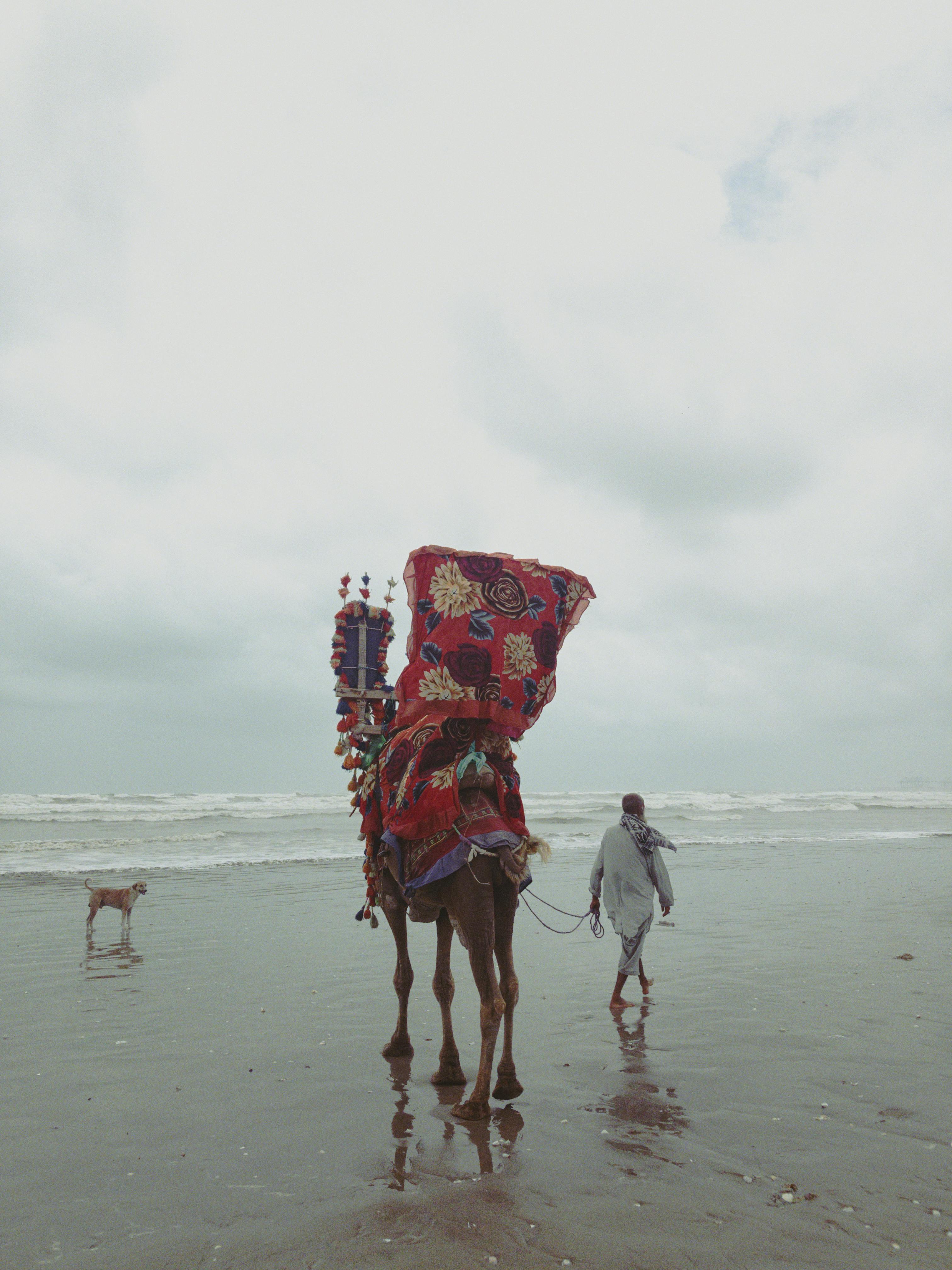 A person leading a decorated camel along a tropical beach with the ocean in the background.