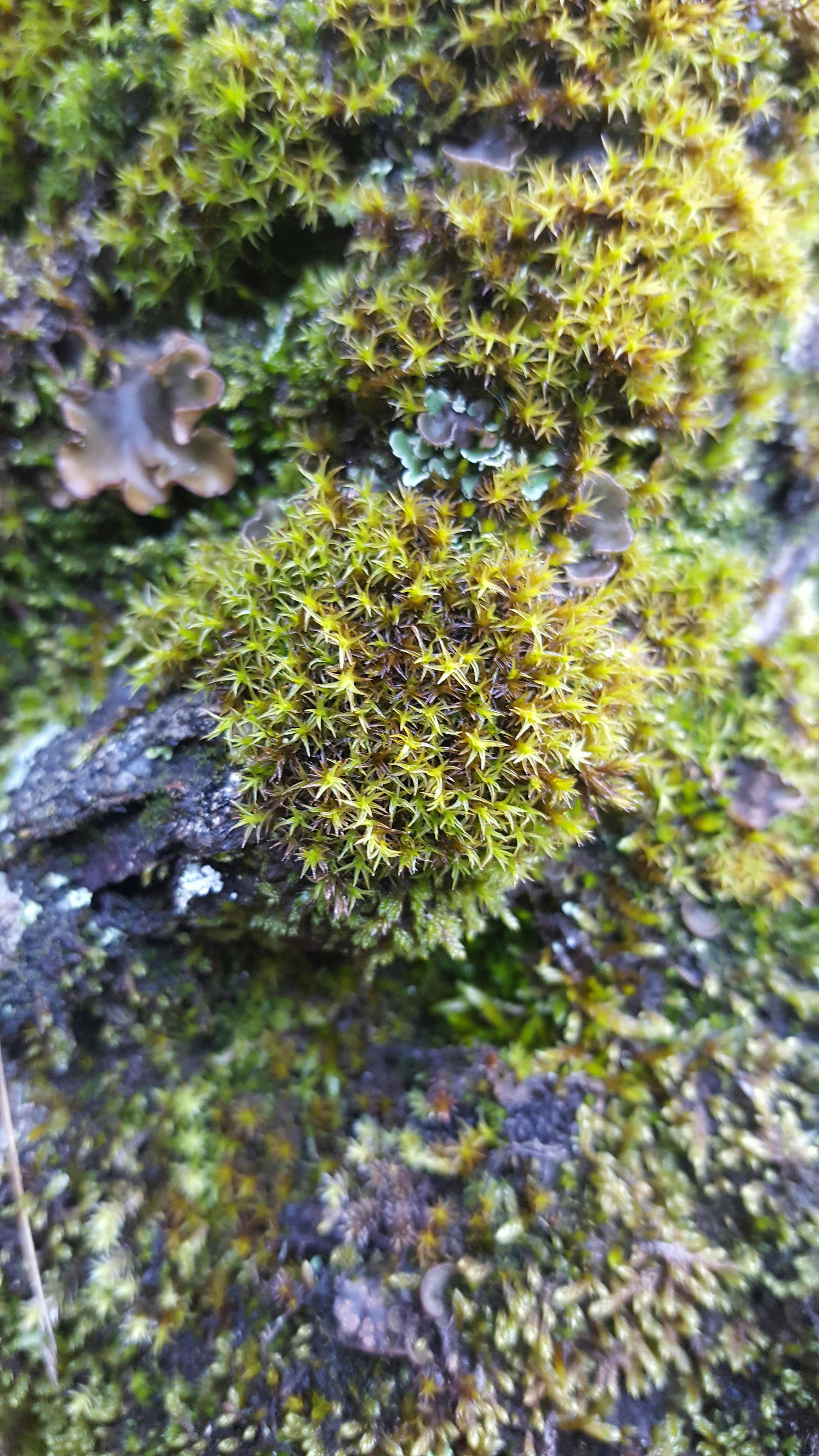 Cultural ceremony photography premium